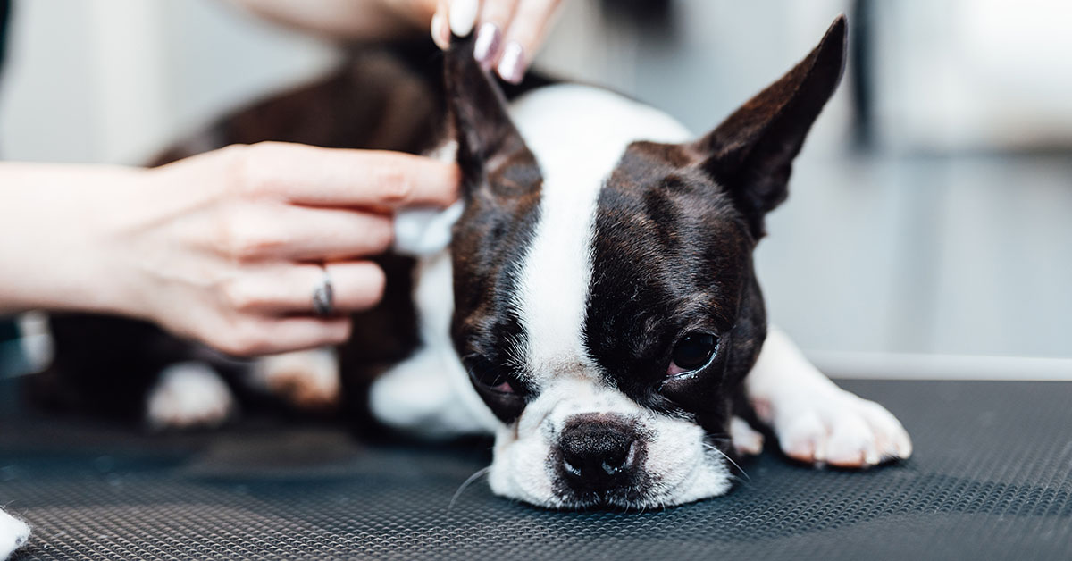 Ear Cleaning