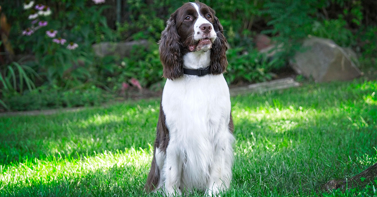 How Often do Springer Spaniels Need Haircuts