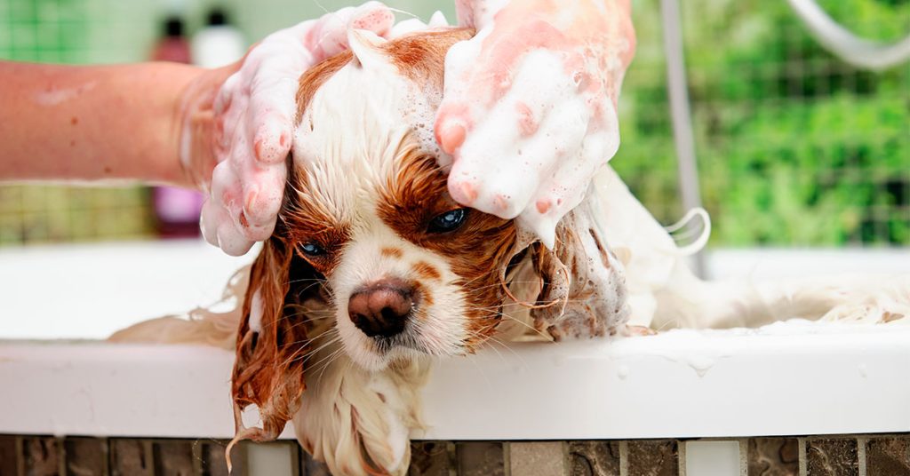 Is Natural Care Shampoo Good for Dogs