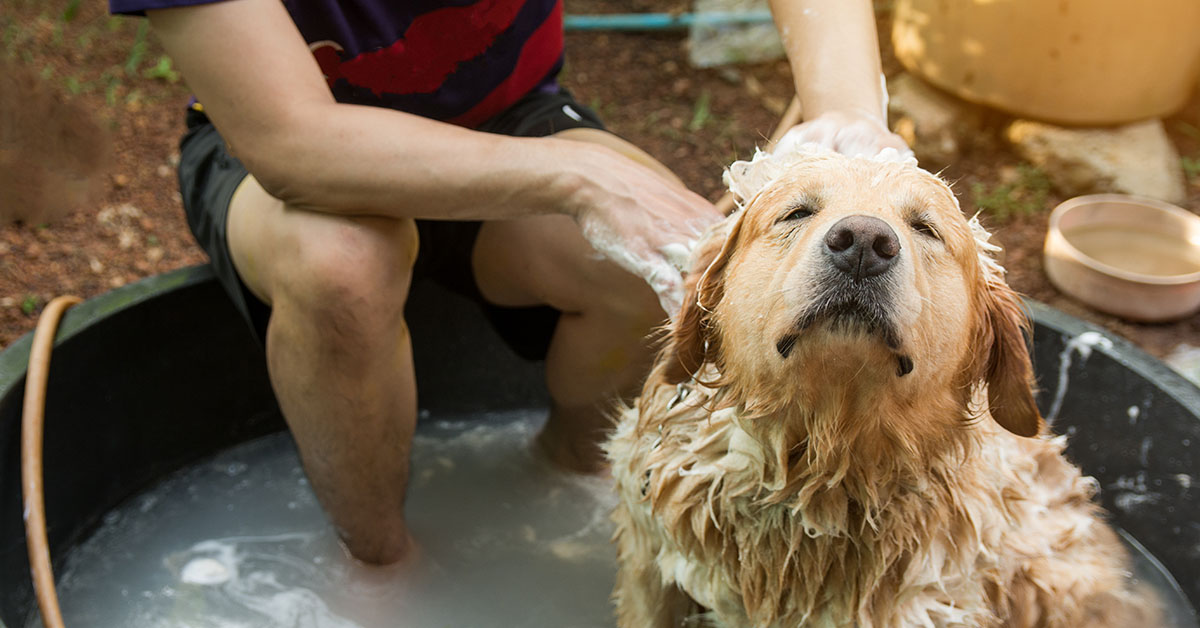 Is Natural Care Shampoo Good for Your Dog