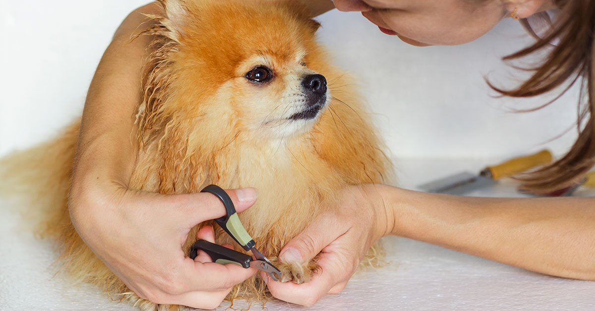 Nail Trimming