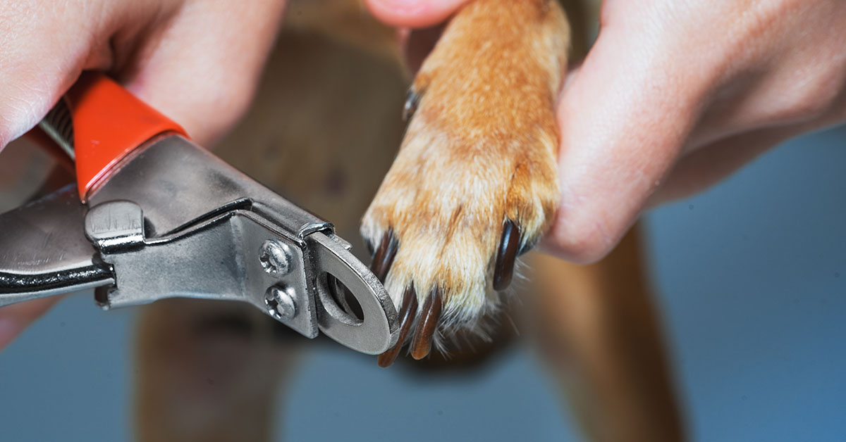Nail Trimming