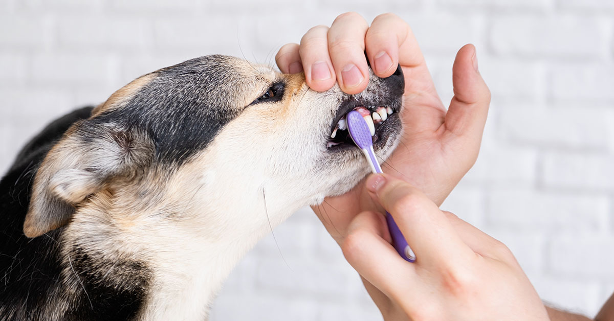 Teeth Brushing