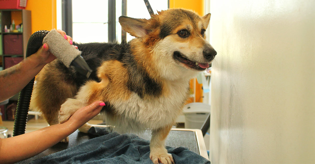 Tips for Efficient Grooming for a Dog