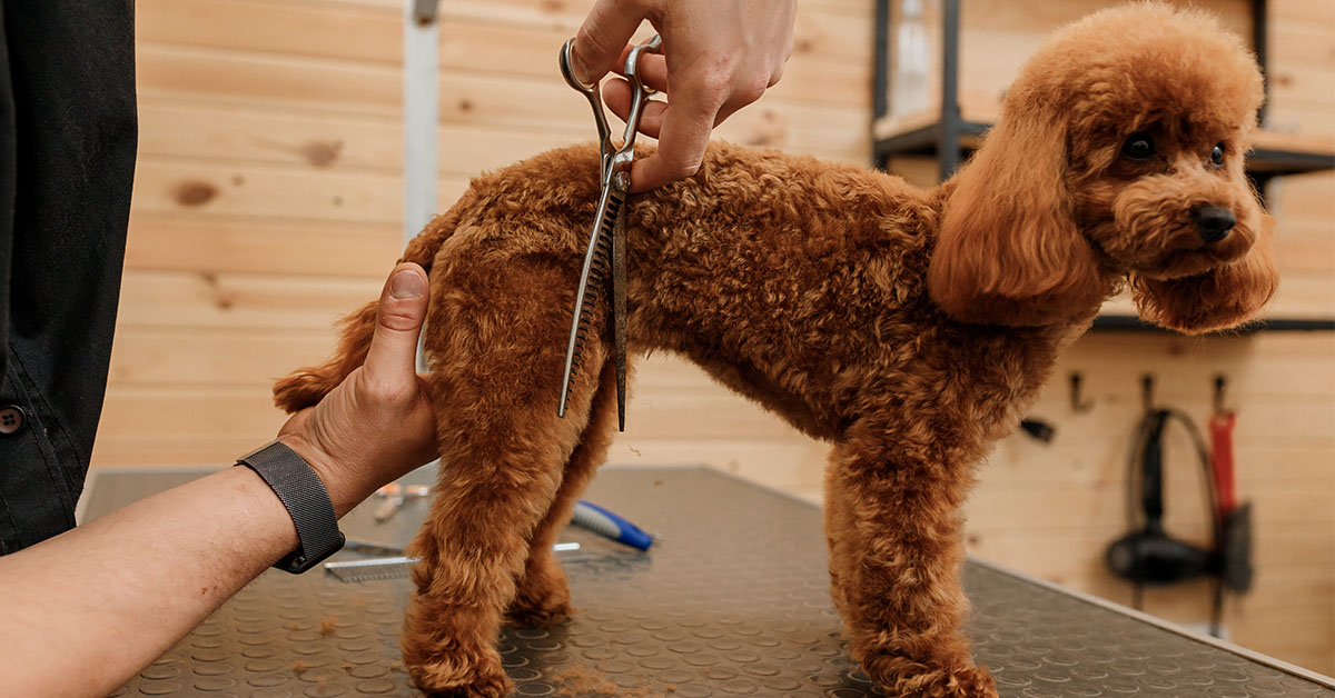 Trimming your poodle
