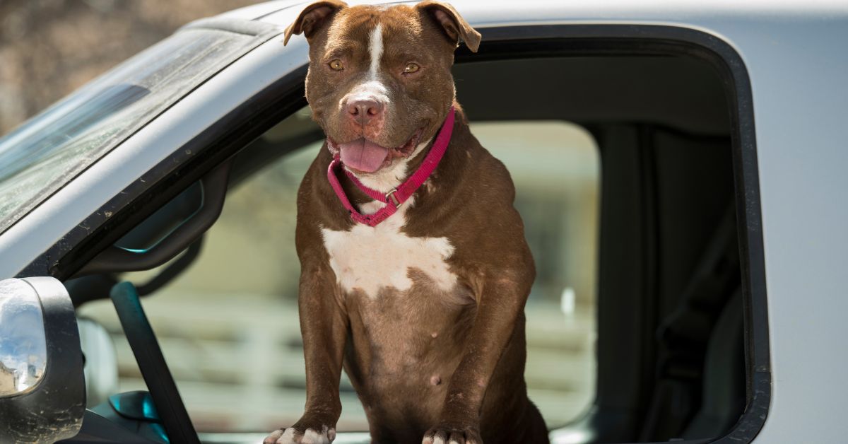 Why Does Your Dog Bark in the Car