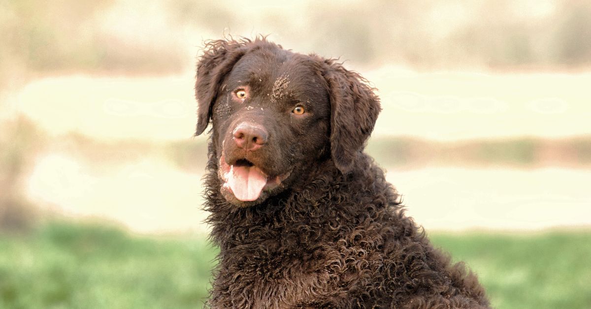 Why Grooming Your Boykin Spaniel