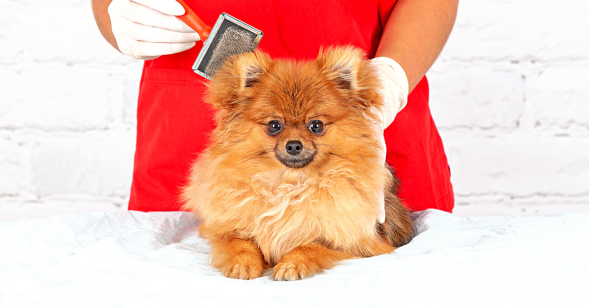 brushing Pomeranian