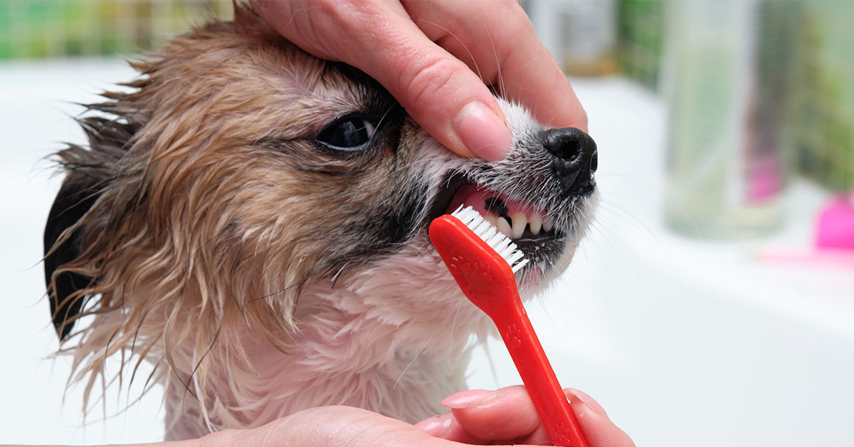 brushing teeth