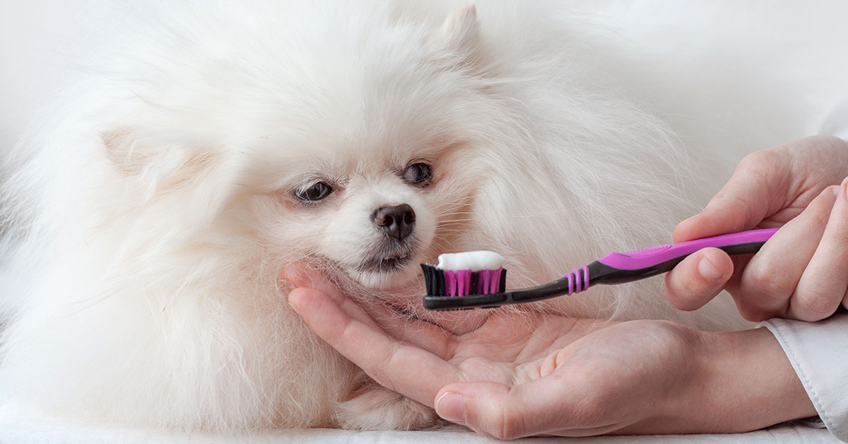 Dental Care
