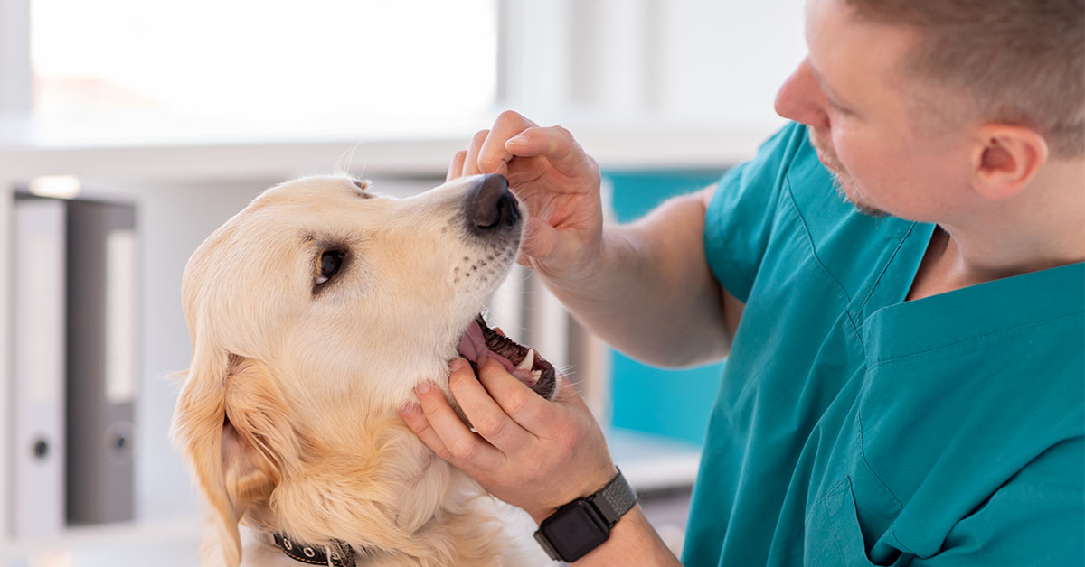 dental care