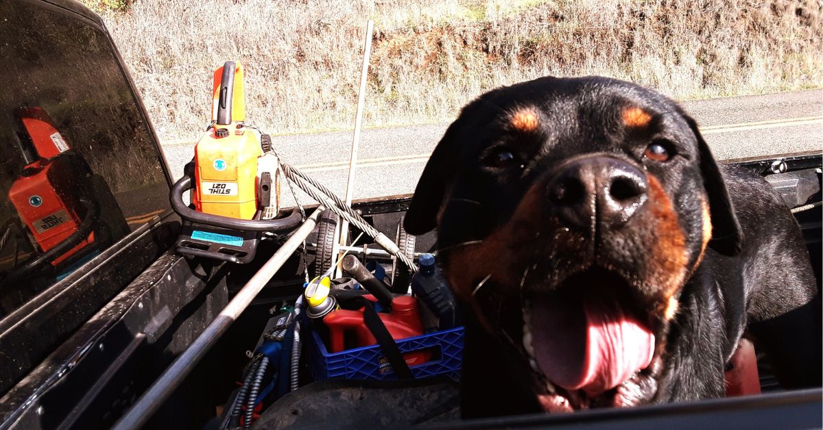dog in the car