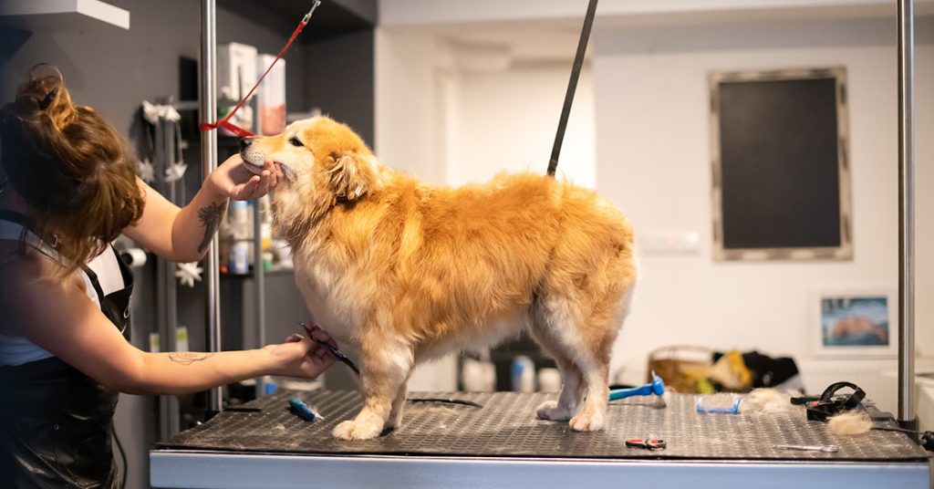 how long does it take to groom a dog