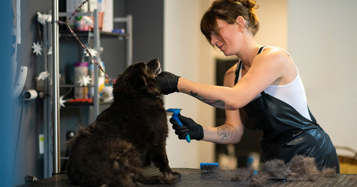 how long does it take to groom a dog