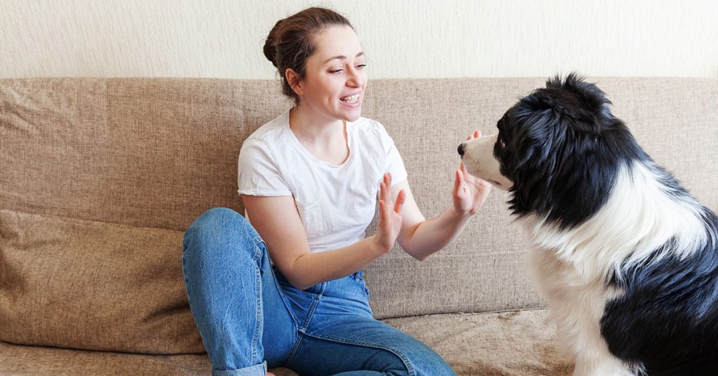 How To Care For A Deaf Dog: Best11 Tips & Tricks
