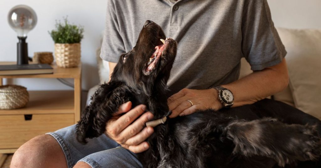 How To Groom A Boykin Spaniel?