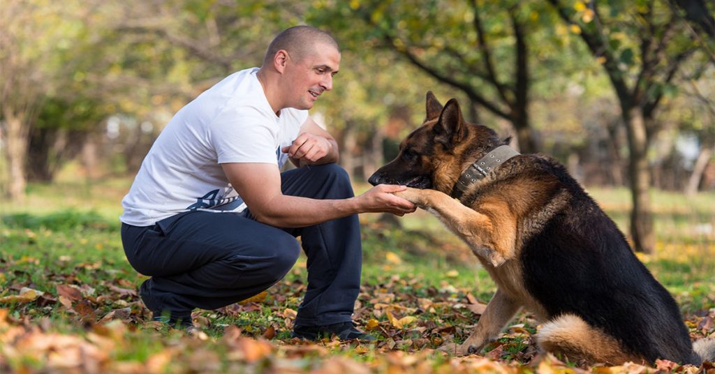 How To Groom A German Shepherd?