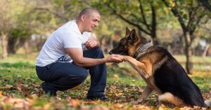 how to groom a German Shepherd