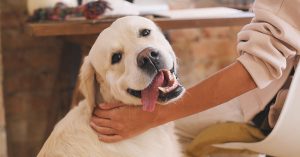 how to groom a Labrador Retriever