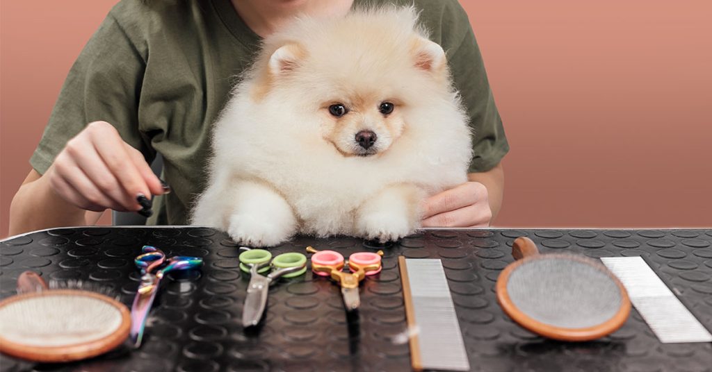 How To Groom A Pomeranian: A Complete Guide