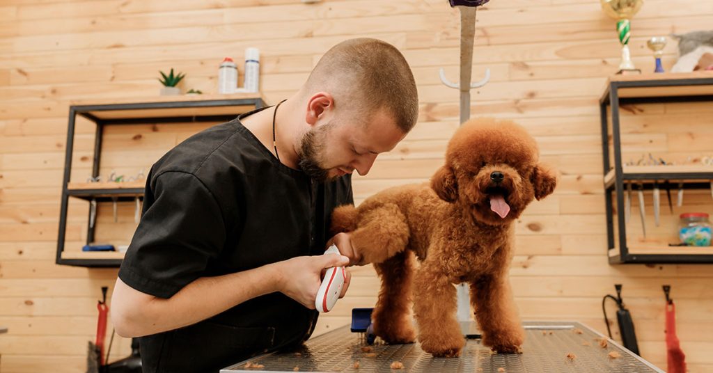how to groom a Poodle
