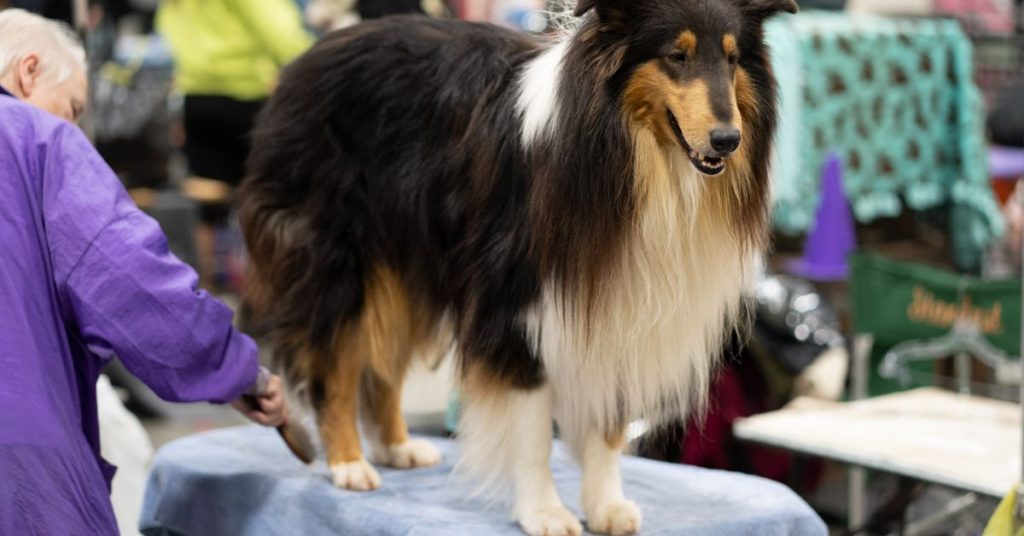how to groom a Sheltie