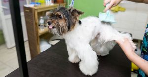 how to groom a havanese dog