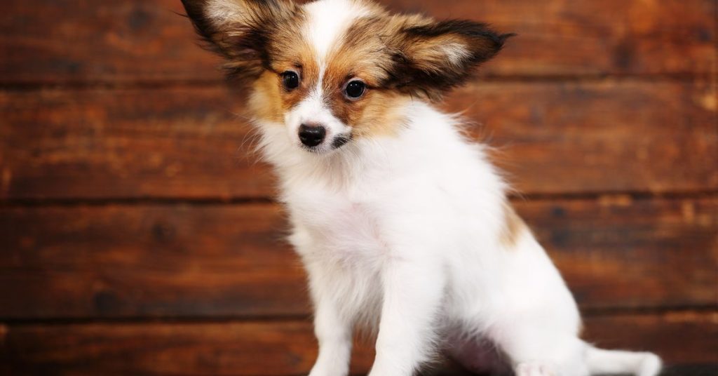 How To Groom A Long Haired Chihuahua