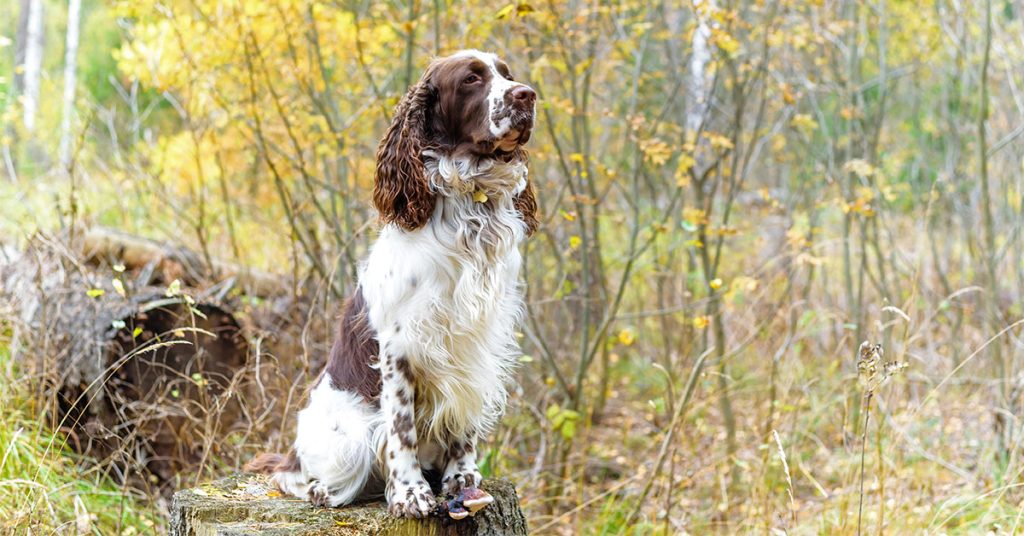 How To Groom A Springer Spaniel?