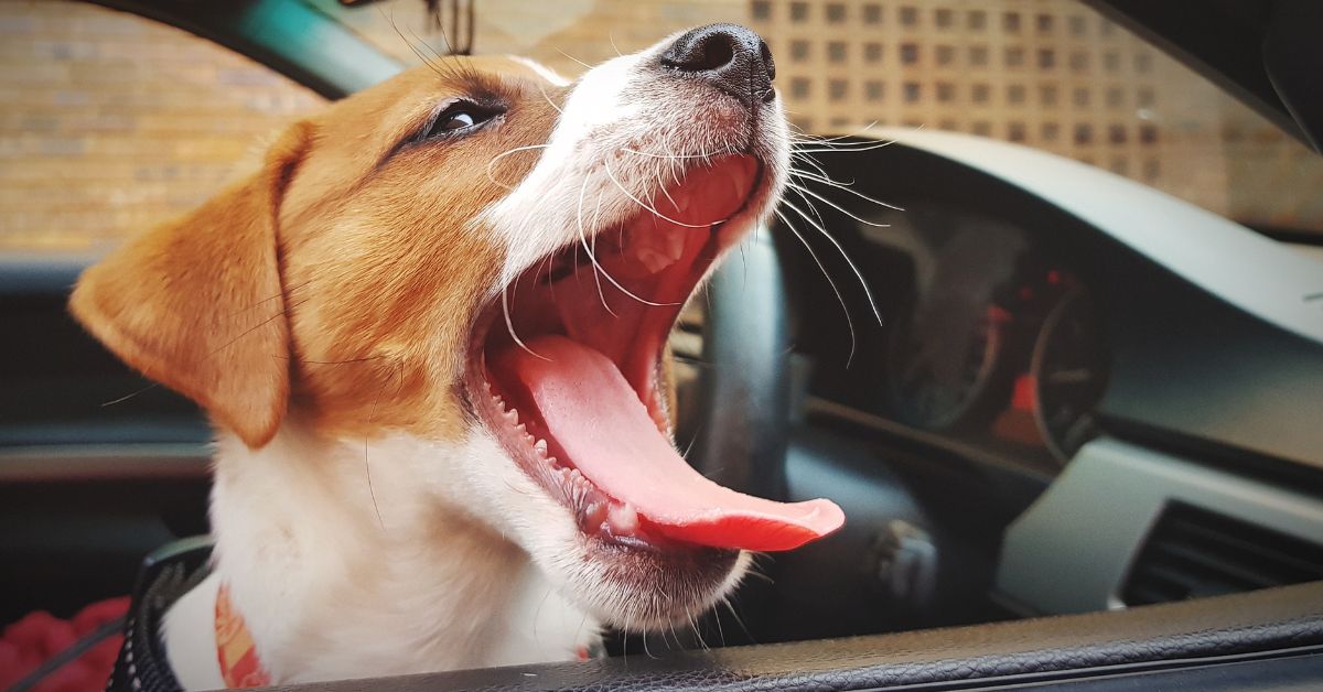 how to stop dog barking in a car rides