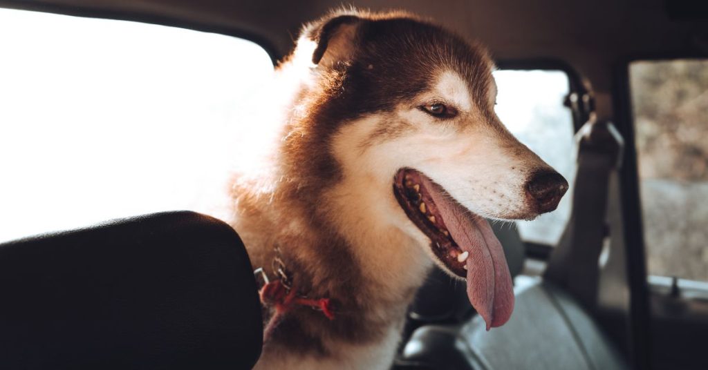 how to stop dog barking in car