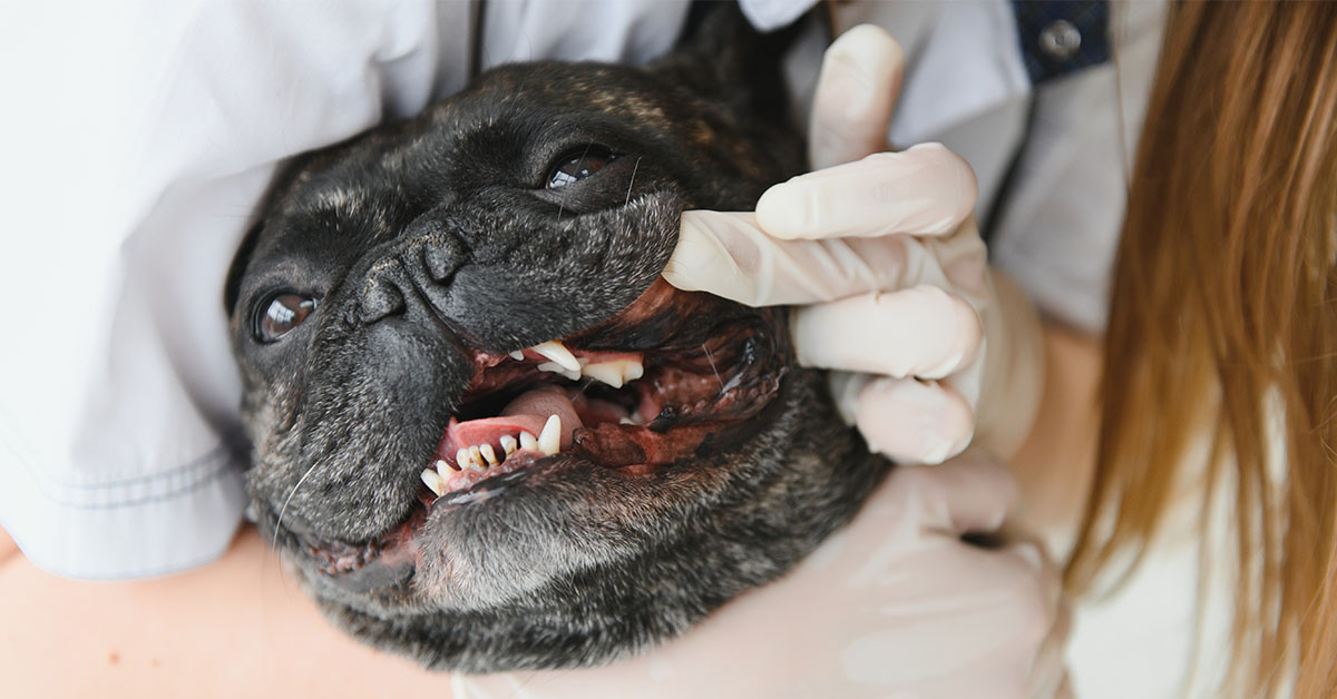 vet is doing the dental check up for french bulldog
