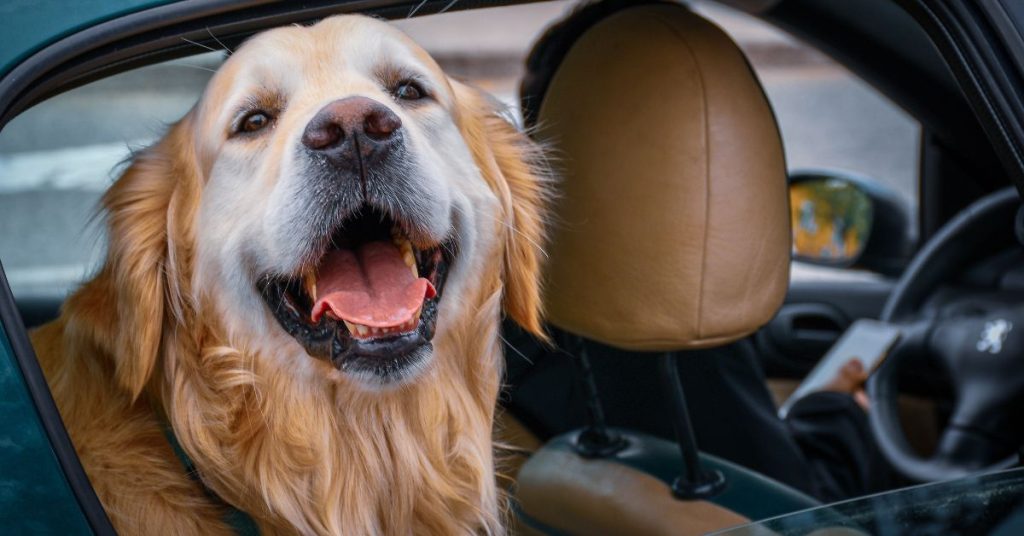 why does my dog bark in the car