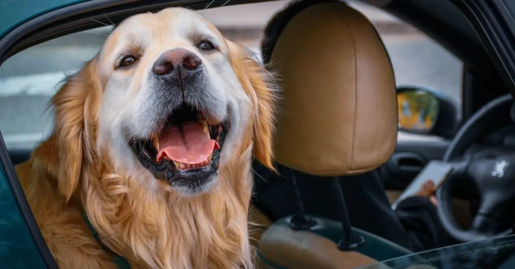 Why Does My Dog Bark In The Car?