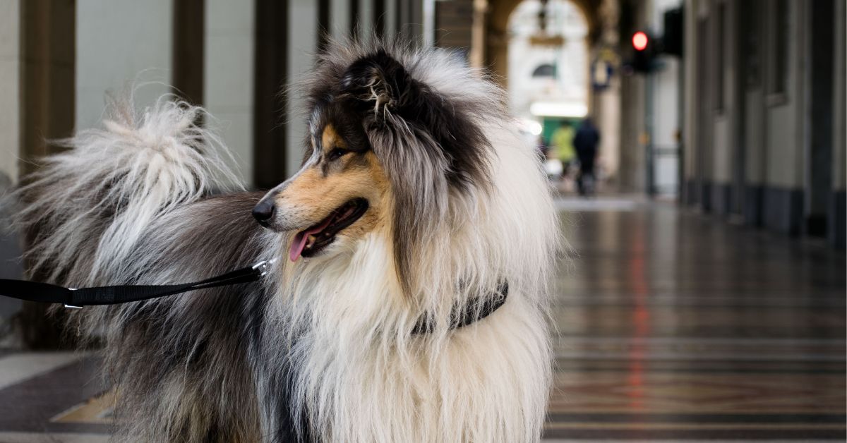 why groom a Sheltie