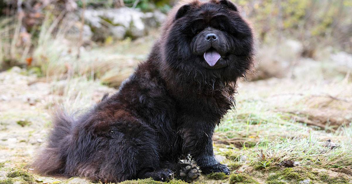 a newfoundland dog