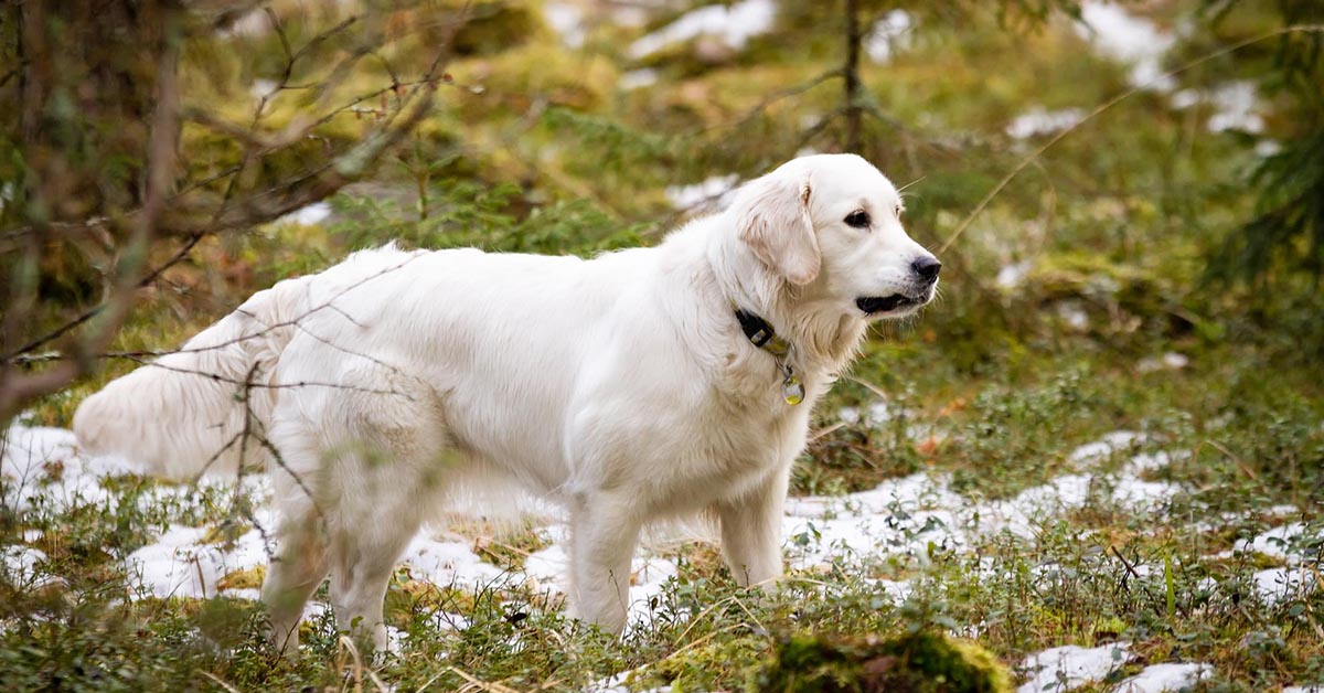Are Great Pyrenees hard to groom