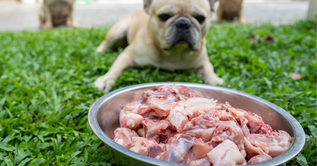 Benefits of Feeding Dogs Raw Chicken