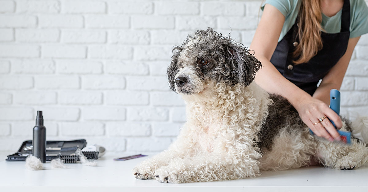 Brushing Your Schnoodle