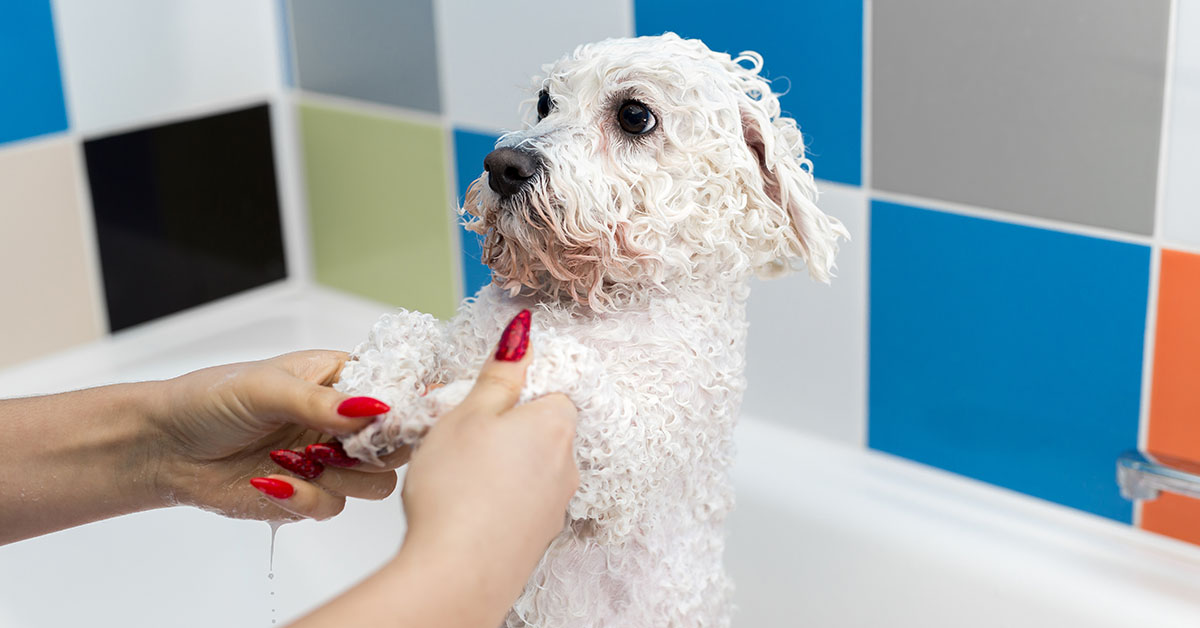 Bathing Your Schnoodle