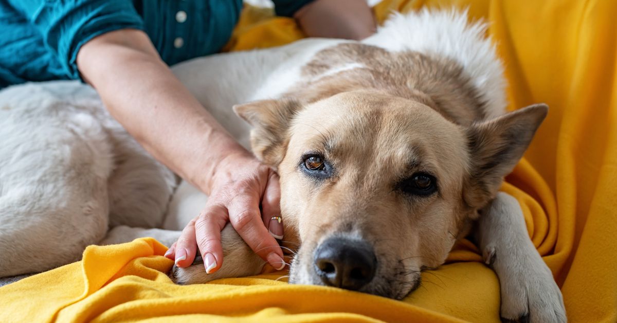 Care for a Paralyzed Dog
