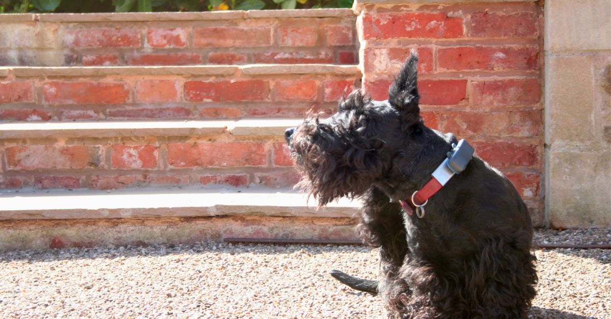 Groom Scottish Terrier 