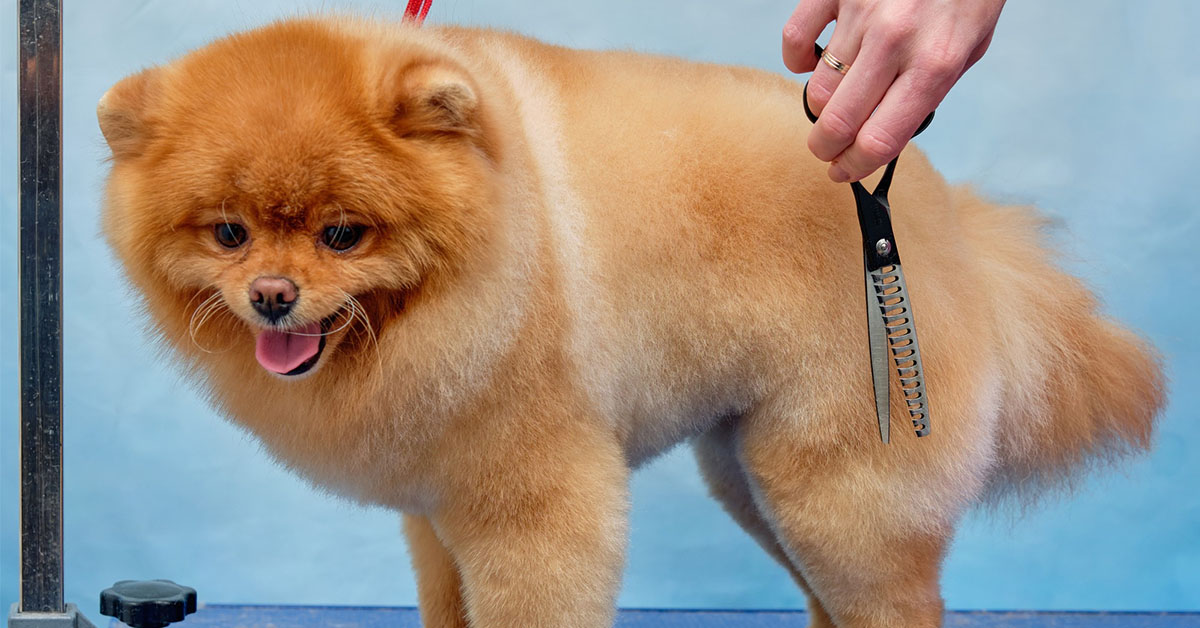 Grooming An Aggressive Dog