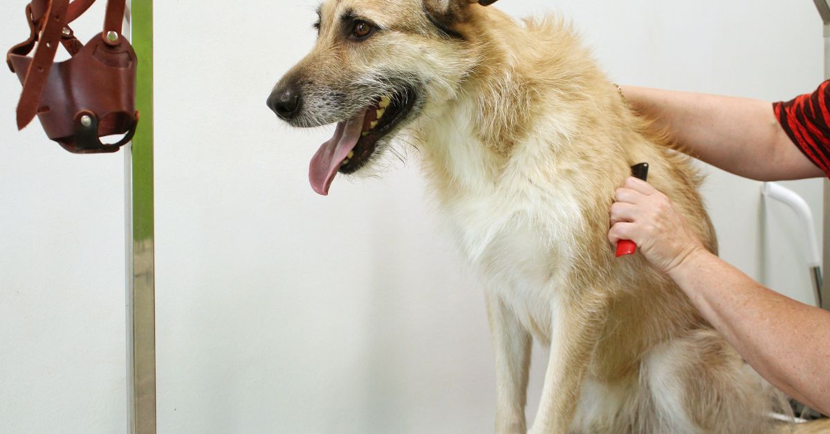 Grooming An Aggressive Dog