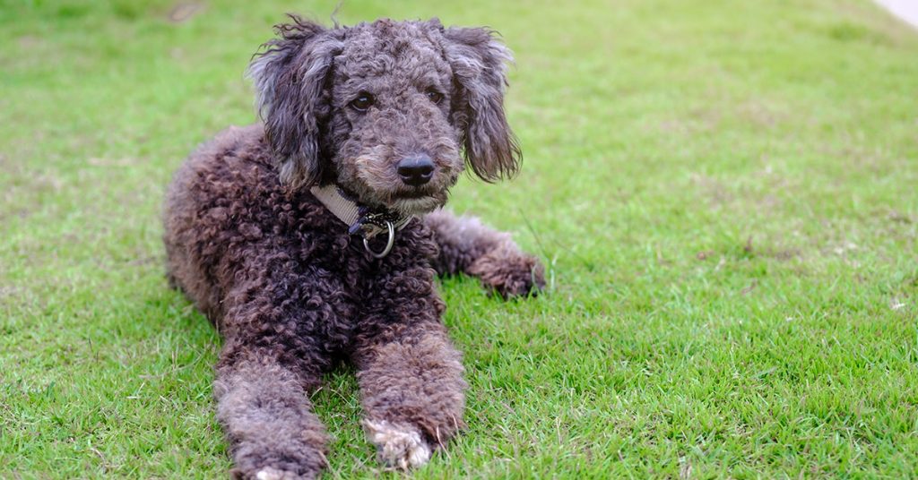 How To Groom A Schnoodle Dog