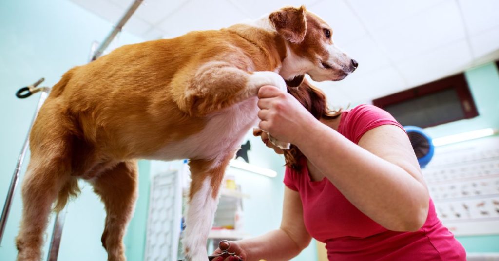 How To Groom An Aggressive Dog