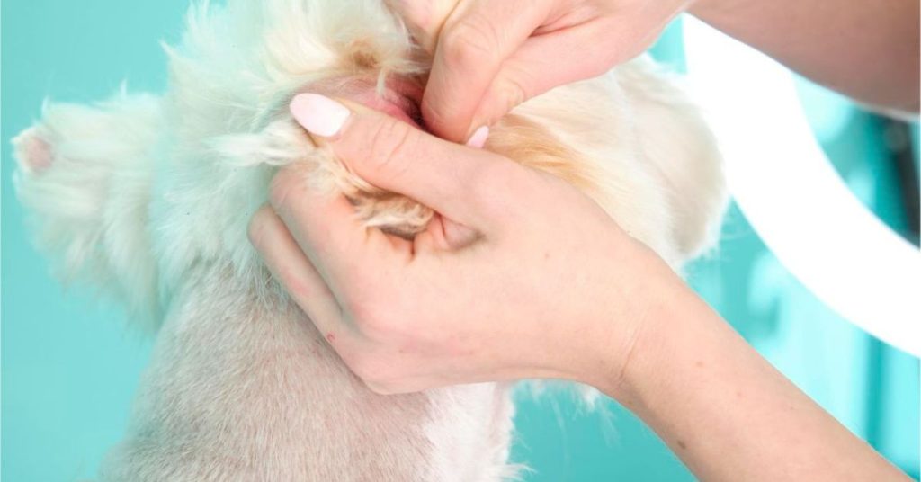 How To Soothe Dogs Ears After Grooming
