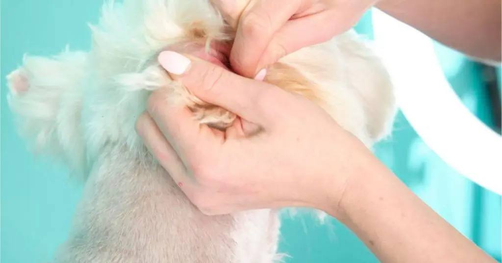 How To Soothe Dogs Ears After Grooming