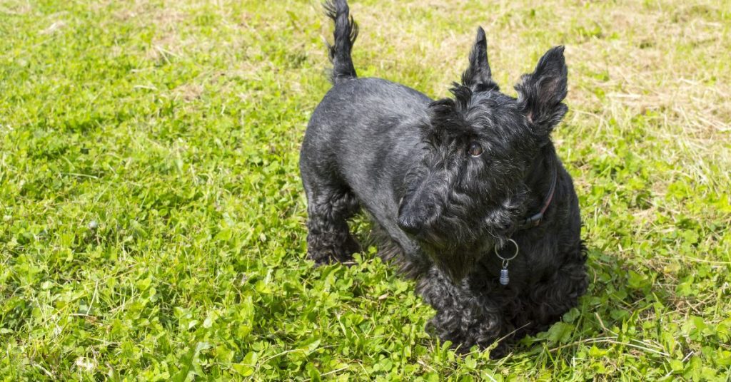 How To Groom Scottish Terrier?