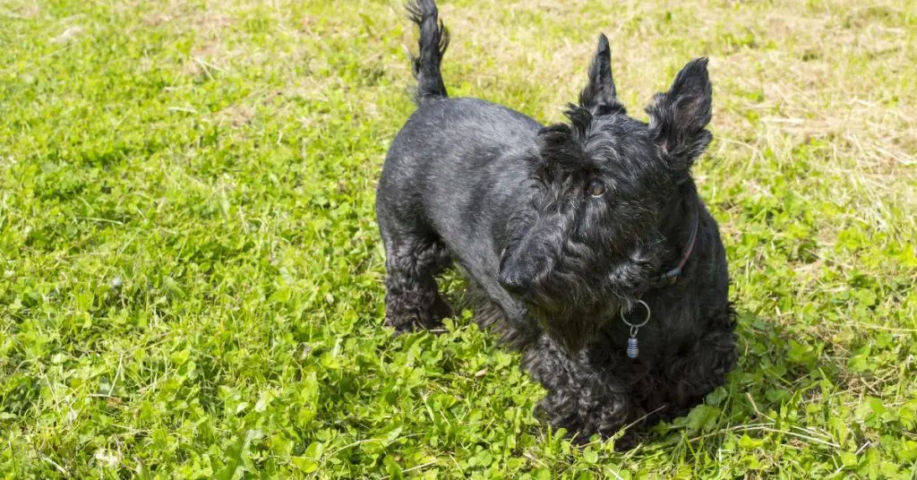 How To Groom Scottish Terrier?